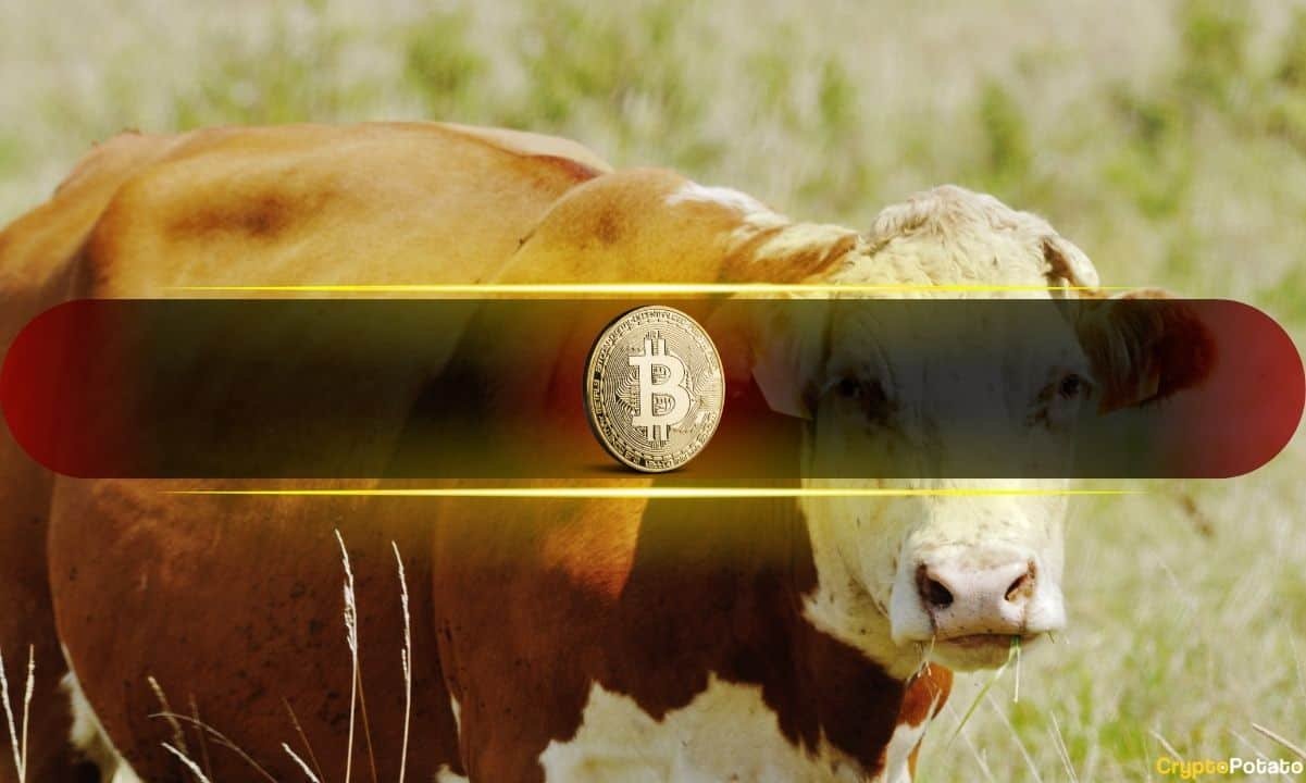 Bullish Sentiment Returns as BTC Nears $70K But Is it a Trap? 